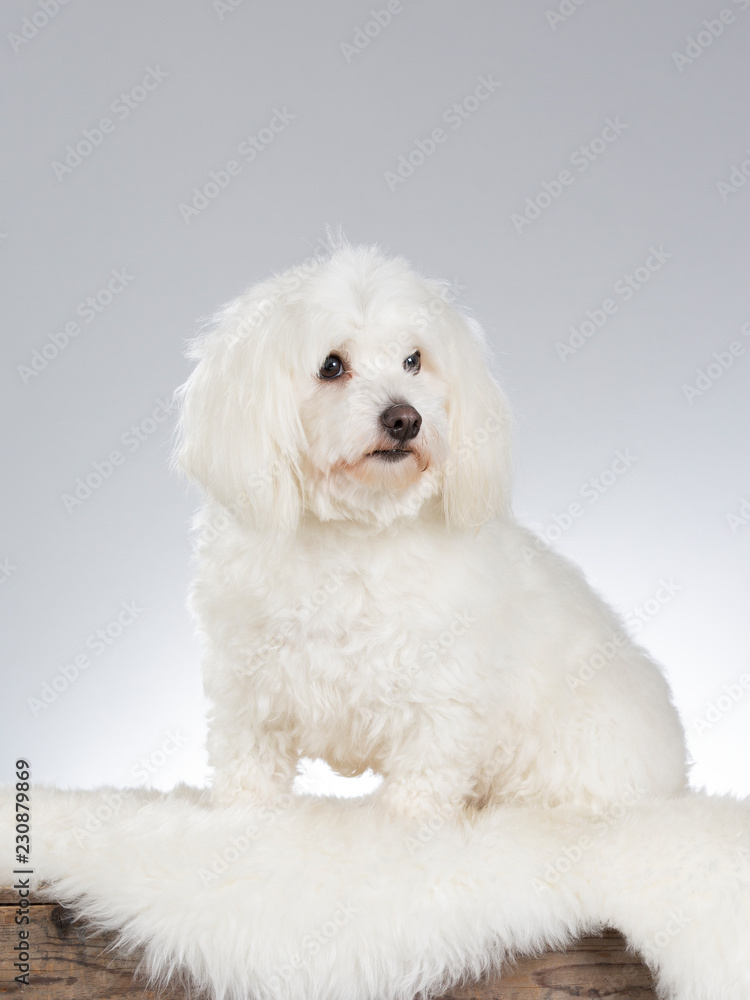 Coton de Tulear dog portrait. Image taken in a studio with white background.