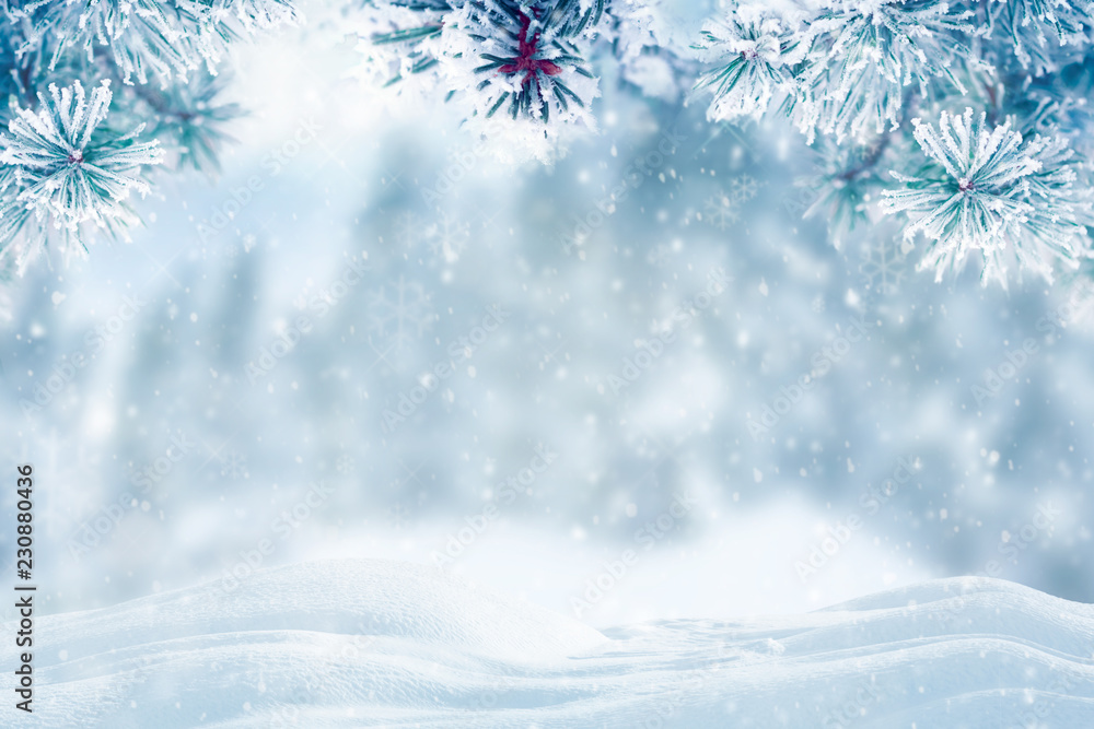 Naklejka premium Zimowe tło, padający śnieg na gałęziach sosny kopiować przestrzeń