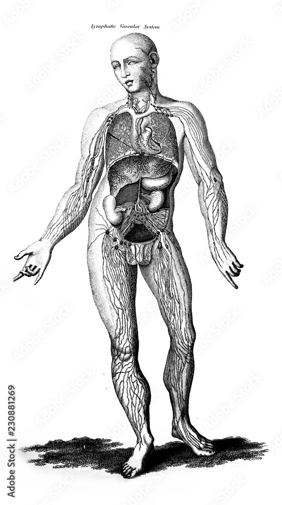 Fototapeta premium An engraved illustration of human's lymphatic vascular system from a vintage book Encyclopaedia Britannica by A. and C. Black, vol. 2, of 1875, Edinburgh