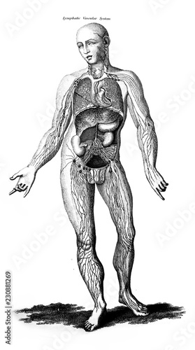 Fototapeta Naklejka Na Ścianę i Meble -  An engraved illustration of human's lymphatic vascular system from a vintage book Encyclopaedia Britannica by A. and C. Black, vol. 2, of 1875, Edinburgh