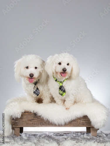 Funny dog picture. Two Coton de Tulear dogs wearing a tie. Business dog concept image.