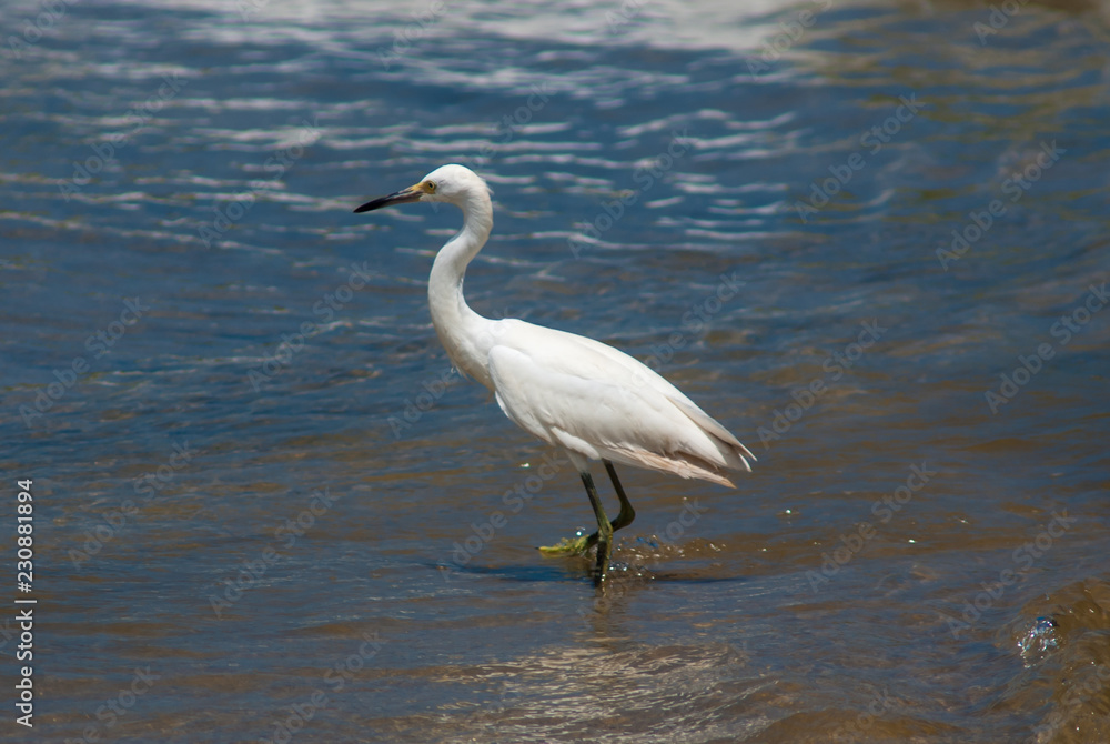 Great white heron in Tayrona beach, Colombia Great white heron in Tayrona beach, Colombia