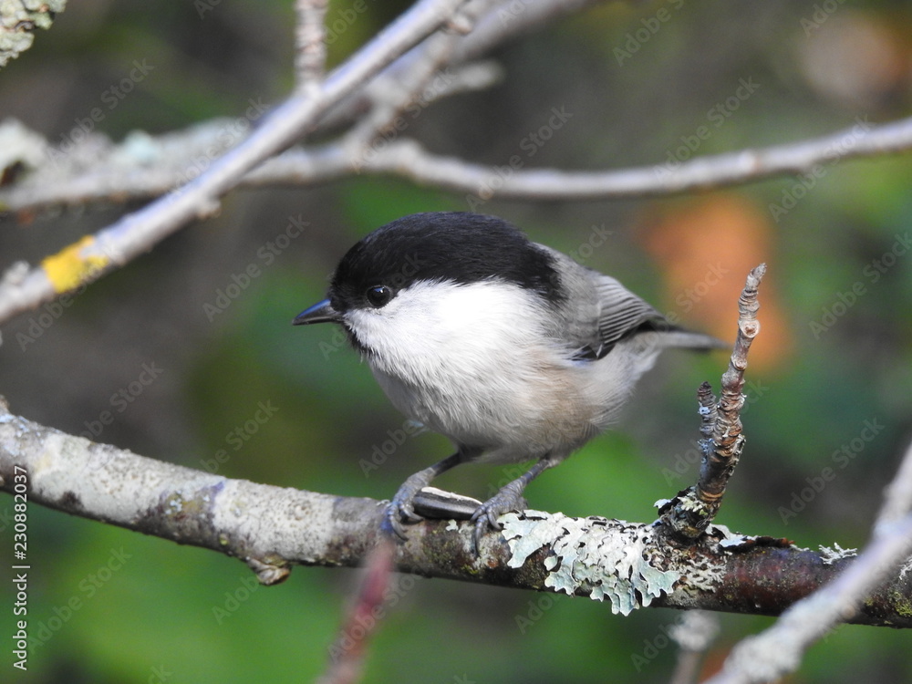 Fototapeta premium Marsh tit with a sunflower seed