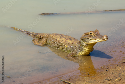 Little cayman in Big Pond, San Andres island