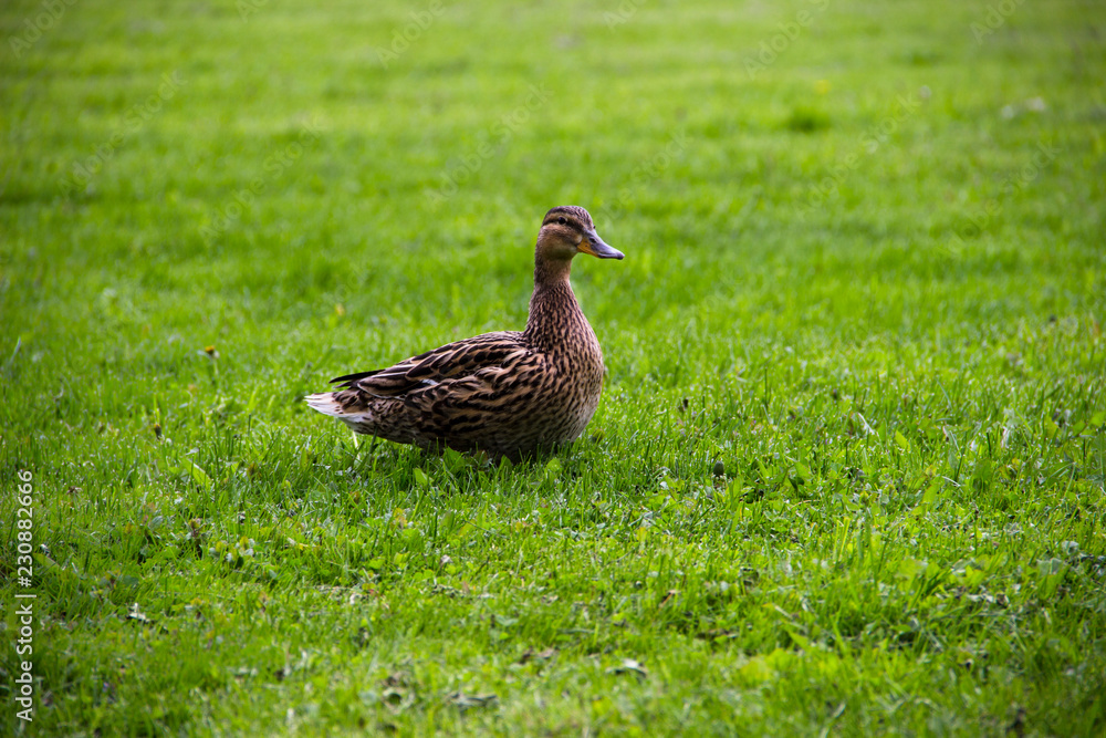 Farming, agriculture, nature concept. The duck sits on the green grass on a summer day. Green grass background, close-up. Funny duck. Farming, agriculture, nature concept. The duck sits on the green grass on a summer day. Green grass background, close-up. Funny duck.