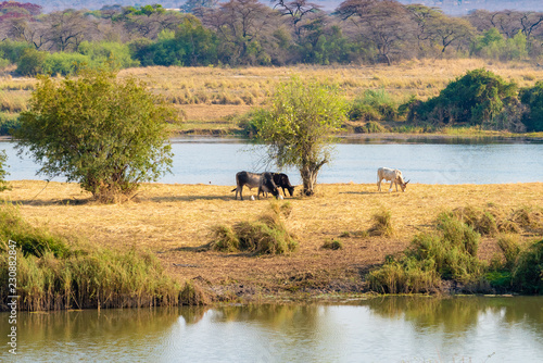 Fluss und Insel mit Bäumen am Cubango, Namibia / Angola
