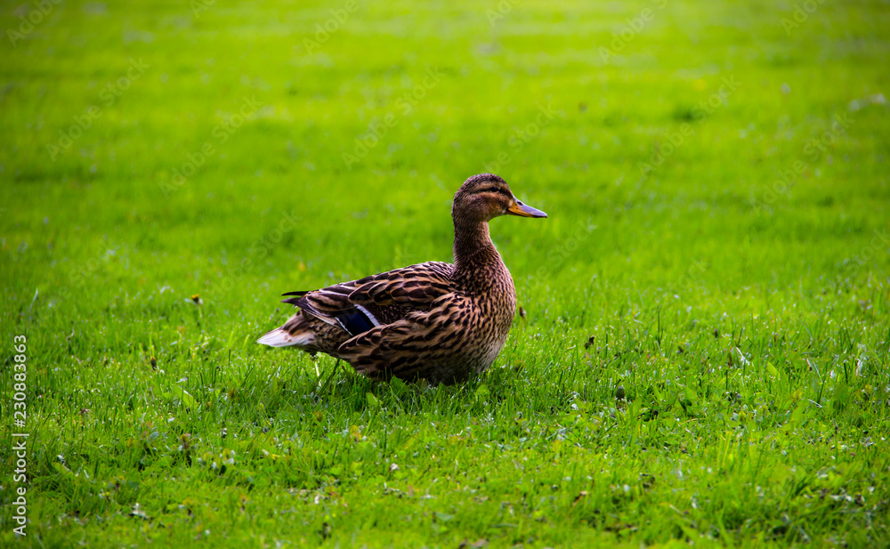 Farming, agriculture, nature concept. The duck sits on the green grass on a summer day. Green grass background, close-up. Funny duck. Farming, agriculture, nature concept. The duck sits on the green grass on a summer day. Green grass background, close-up. Funny duck.
