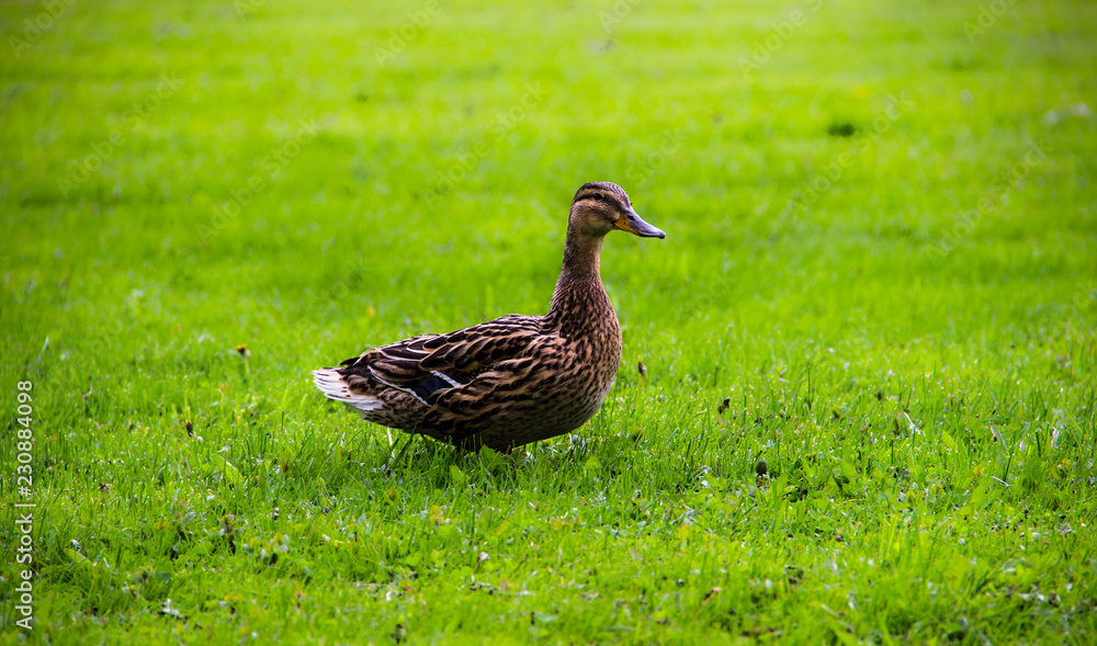 Farming, agriculture, nature concept. The duck sits on the green grass on a summer day. Green grass background, close-up. Funny duck. Farming, agriculture, nature concept. The duck sits on the green grass on a summer day. Green grass background, close-up. Funny duck.