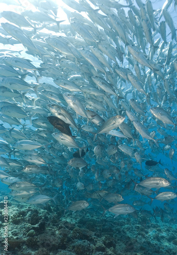 Huge school of silver fish over coral reef