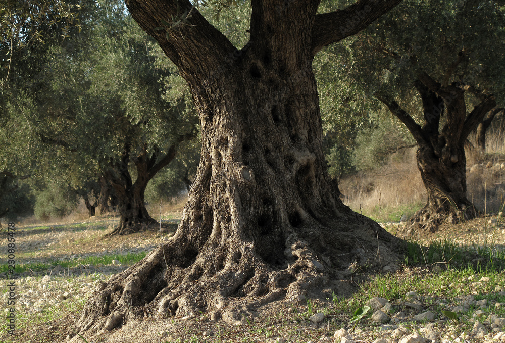 Olivenbaum, Israel