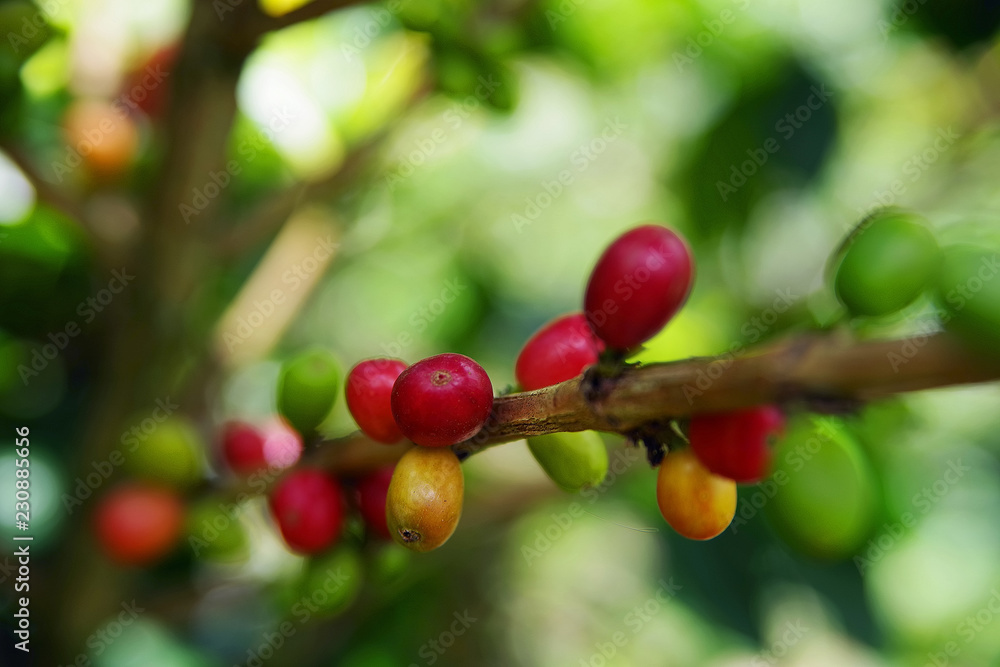 Raw coffee beans on a plantation in Quindio, Colombia, South America
