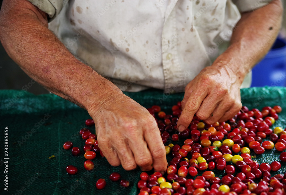 Close up Fresh organic coffee cherries, raw berries coffee beans on coffee tree plantation Close up Fresh organic coffee cherries, raw berries coffee beans on coffee tree plantation