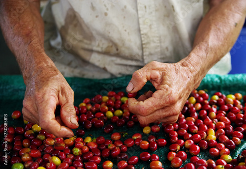 Close up Fresh organic coffee cherries  raw berries coffee beans on coffee tree plantation