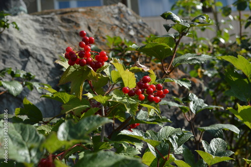 red berries on a tree.Truskavets