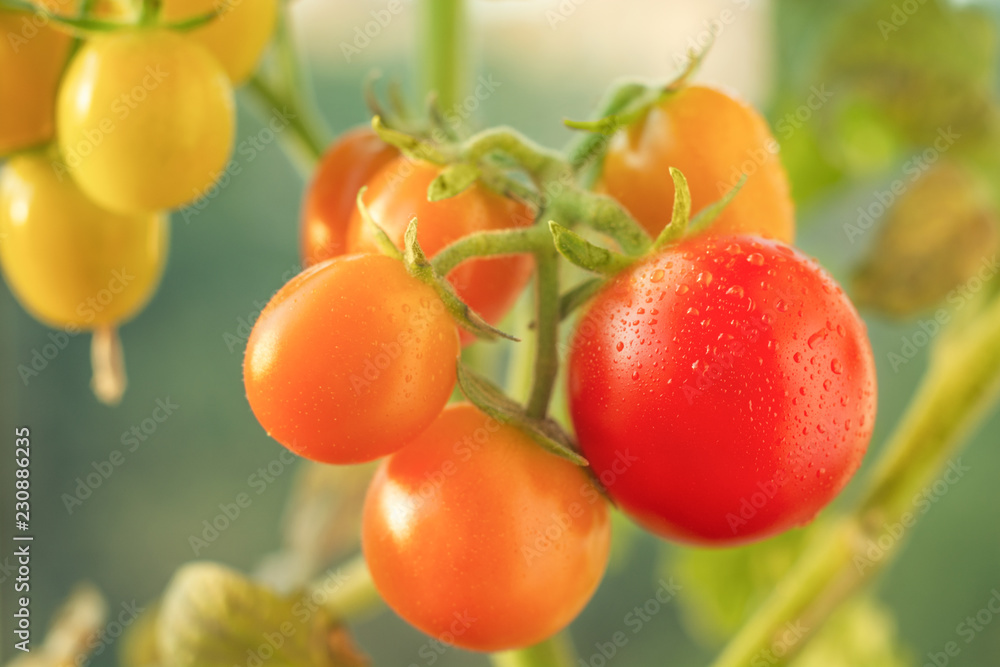 tomatoes on a close-up branch