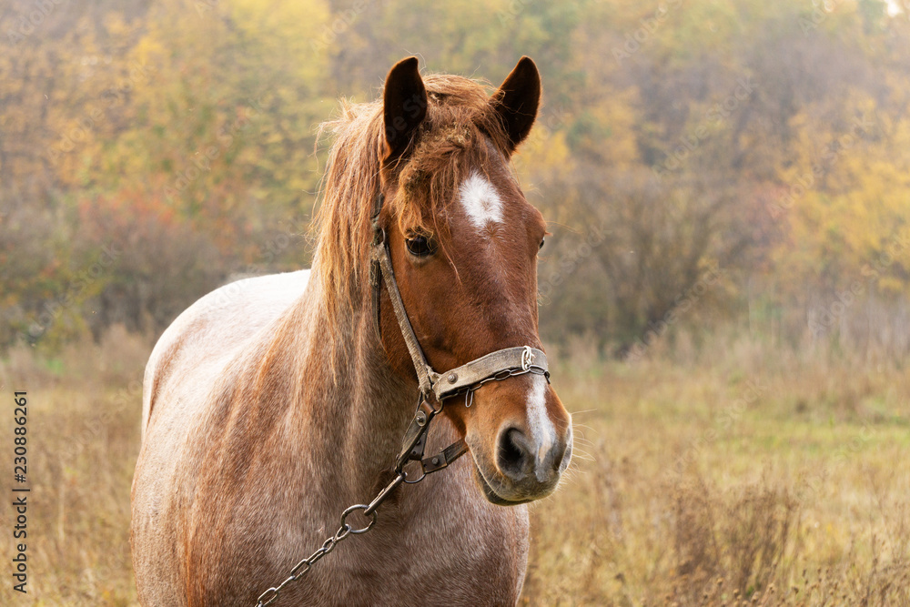 Horse portrait near autumn forest, horse in pasture Horse portrait near autumn forest, horse in pasture