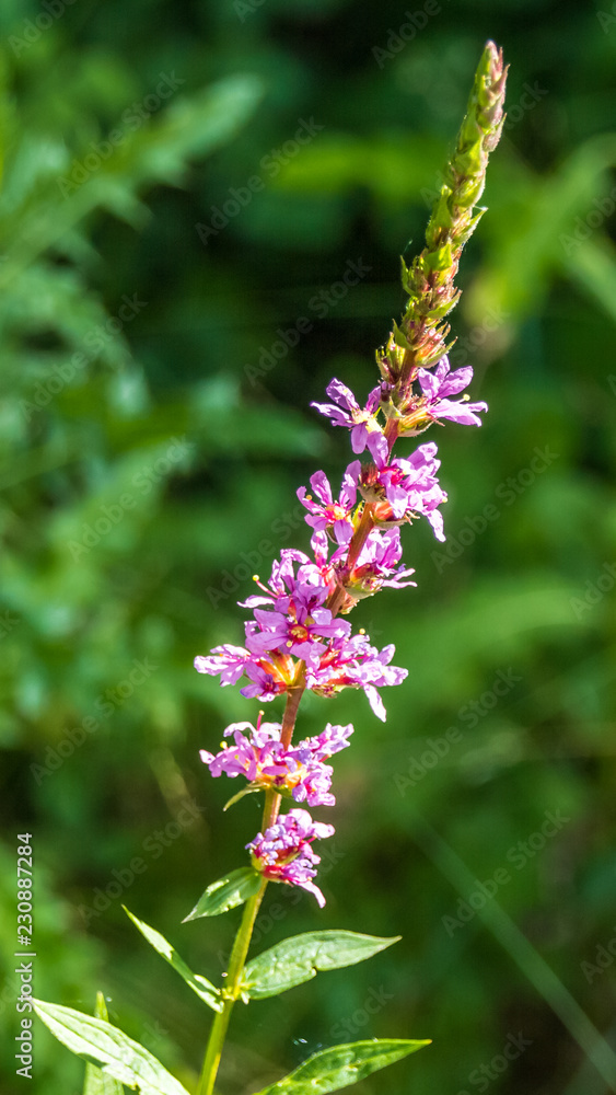 Smartphone HD wallpaper of flower in summer Smartphone HD wallpaper of flower in summer