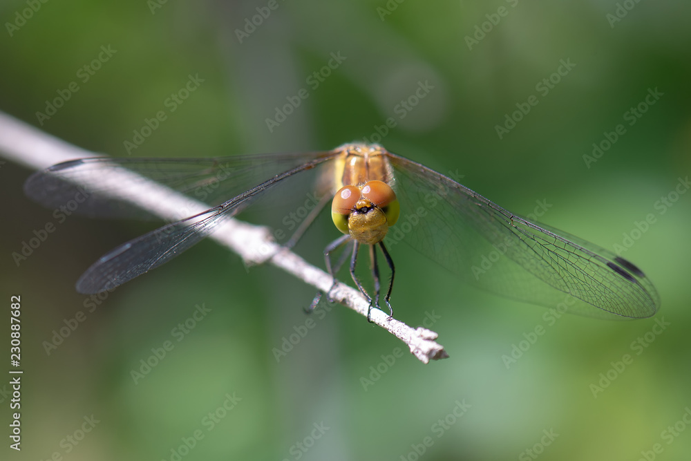 dragonfly on leaf dragonfly on leaf