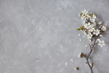 Blossom cherry plum on a gray background gypsum plaster