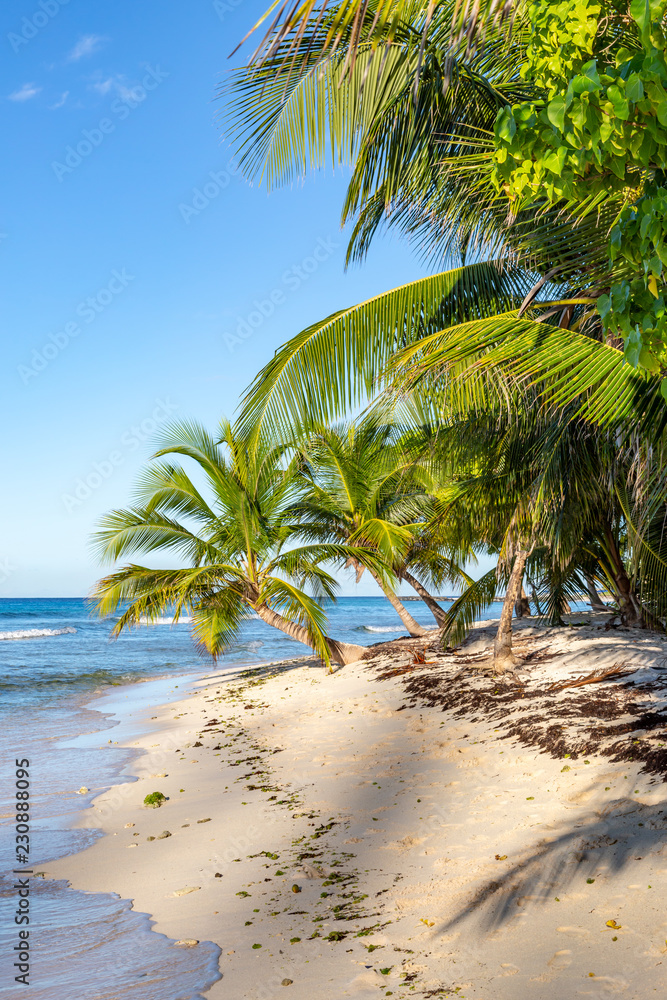 Palm trees and a sandy beach on the island of Barbados, in the Caribbean