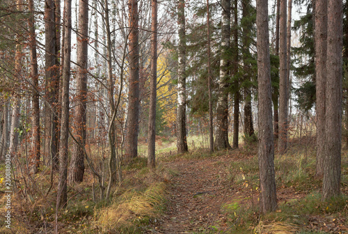 Footpath in autumn to the wood