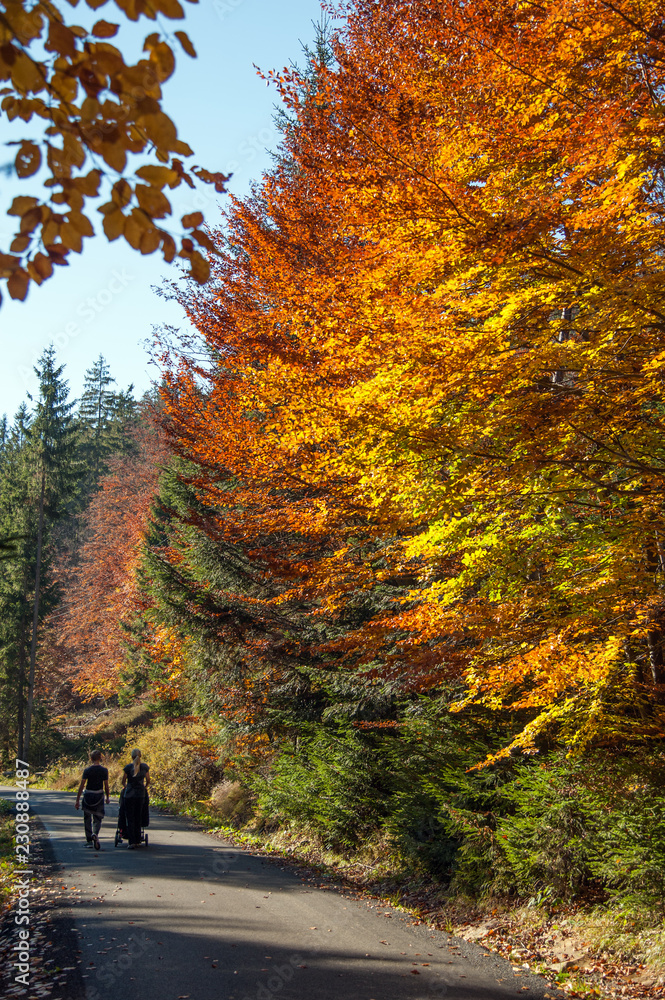 Obraz premium autumn colors / a park full of autumn colors, a mountain trip between beautiful colorful trees in the autumn sun 