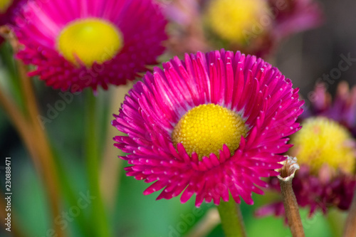 pink flower