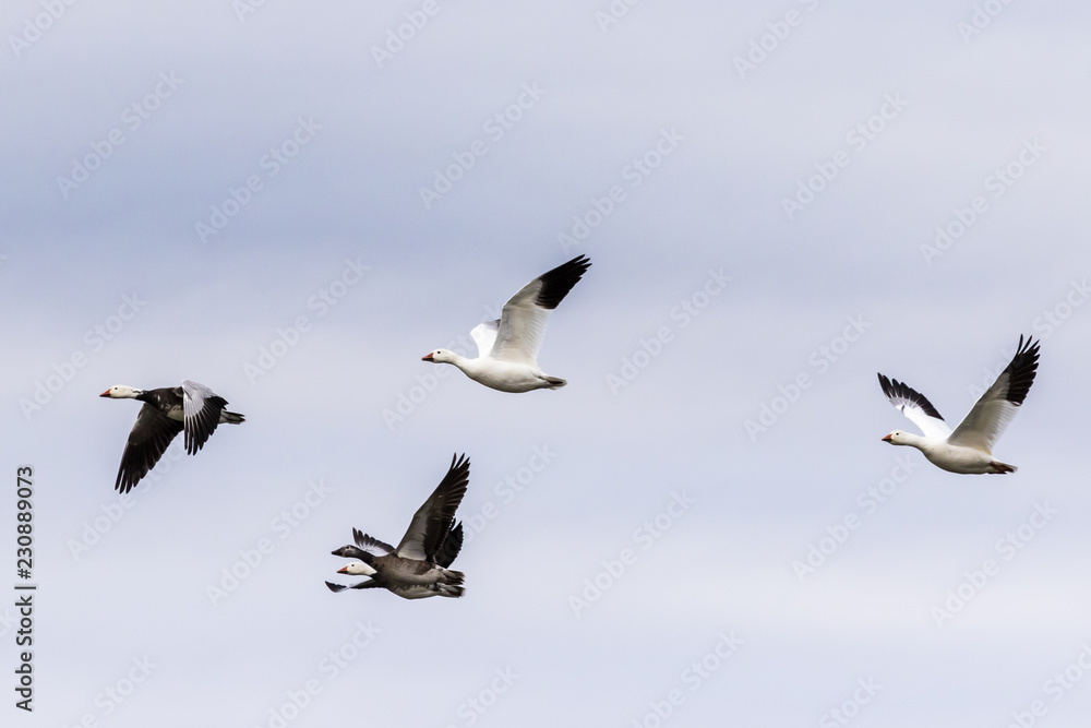 Fototapeta premium Snow Geese flying