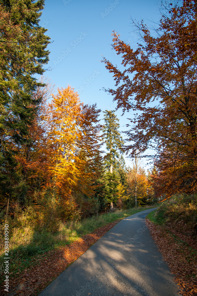 Fototapeta premium autumn colors / a park full of autumn colors, a mountain trip between beautiful colorful trees in the autumn sun 