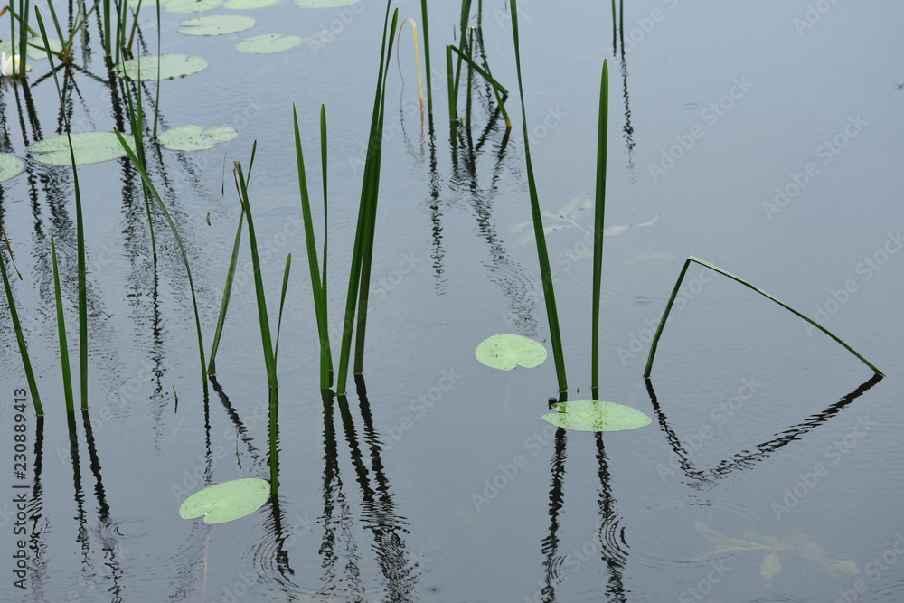 Fototapeta premium riet en waterlelie en onderwaterplanten in een meer in de buurt van Giethoorn