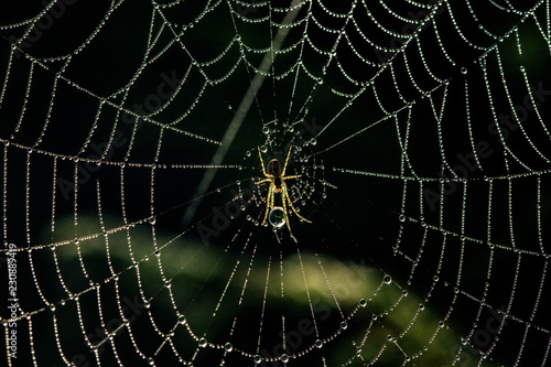 Small spider in center of web covered with fog drops.