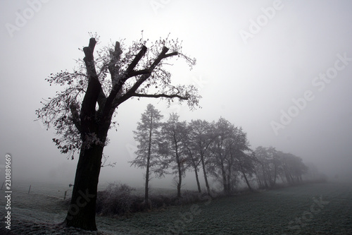 Black & white image of trees on a foggy winter's day