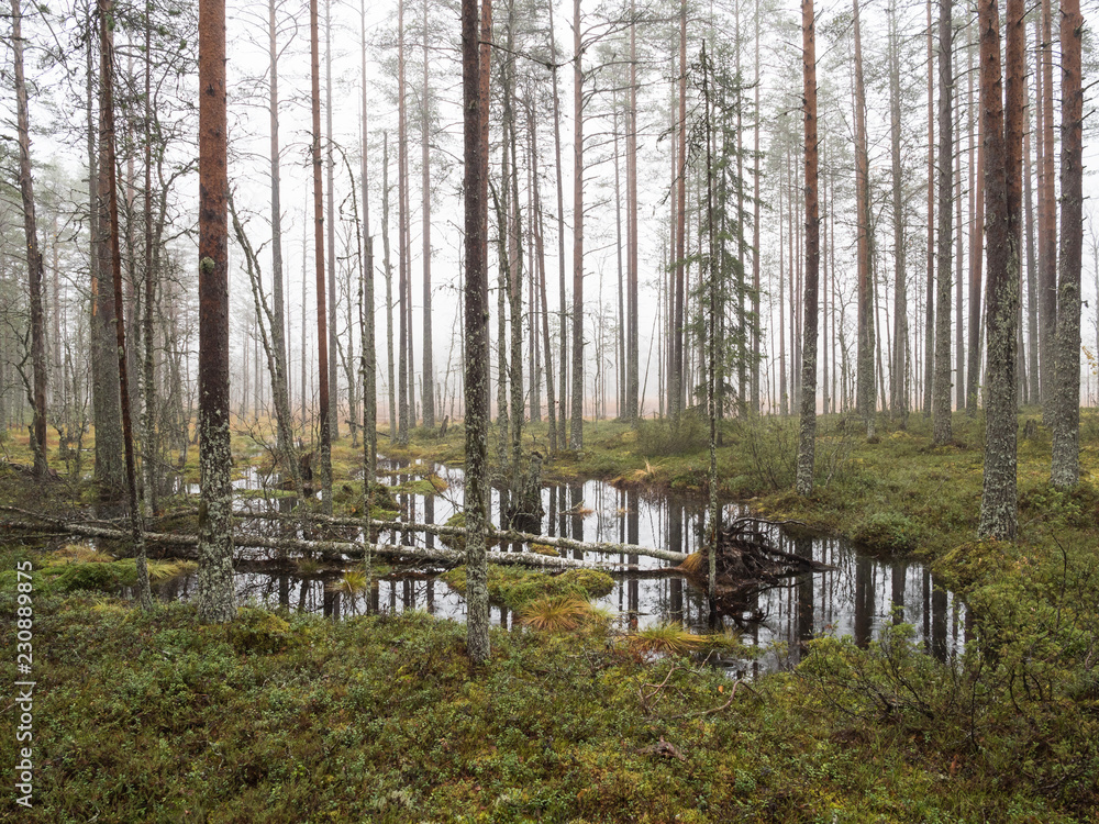 Puddle of flooding water in wetland forest Puddle of flooding water in wetland forest