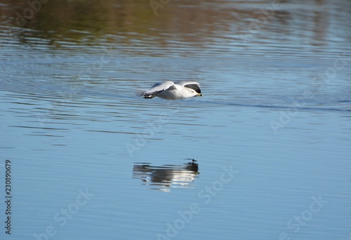 Ringed Bill Seagull 