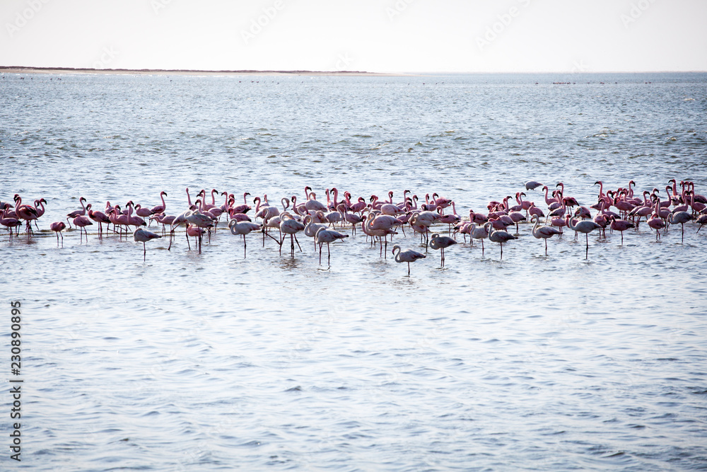 Fototapeta premium Flock of flamingoes in ocean at Walvis Bay, Namibia