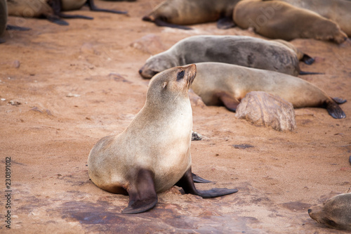 Sea Lions (Seals, Otariinae) with pups at the beach near Cape Cross, Skeleton Coast, Namibia, Africa