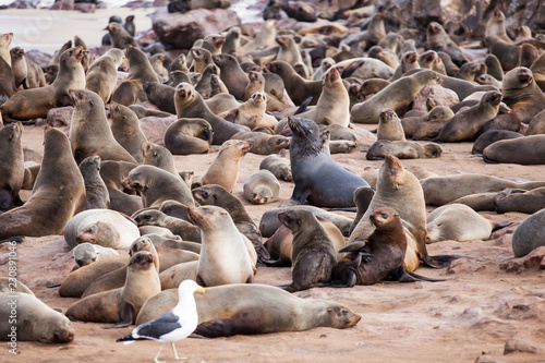 Sea Lions (Seals, Otariinae) with pups at the beach near Cape Cross, Skeleton Coast, Namibia, Africa
