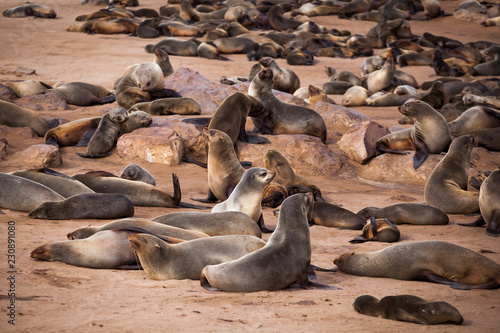 Sea Lions (Seals, Otariinae) with pups at the beach near Cape Cross, Skeleton Coast, Namibia, Africa © AnyaNewrcha