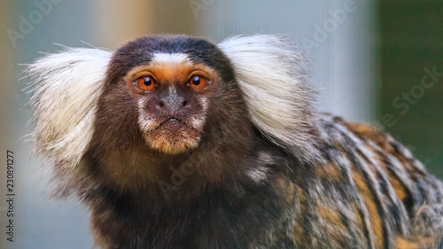 Beautiful monkey portrait © Martin Erdniss