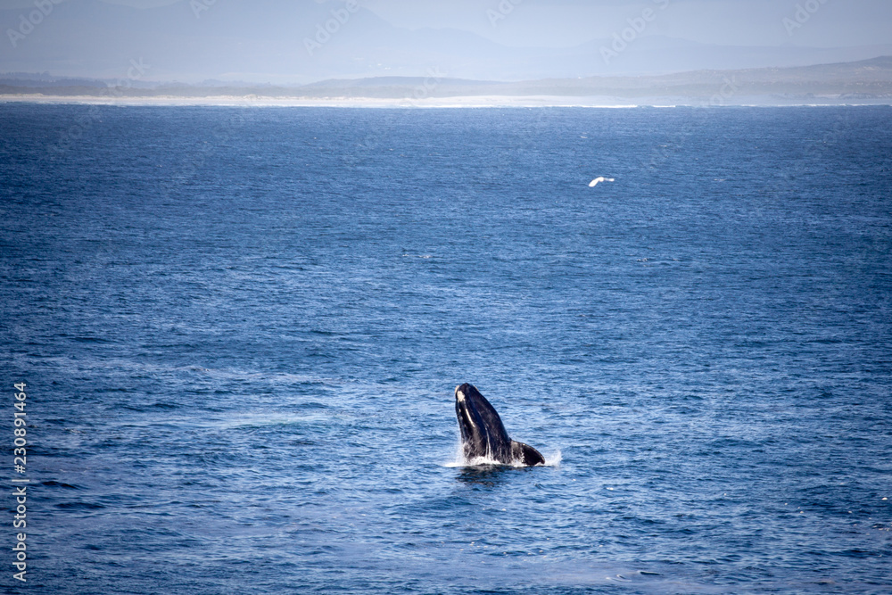 Fototapeta premium Southern right whale (Eubalaena australis) is breaching and jumping at Hermanus Harbour, South Africa