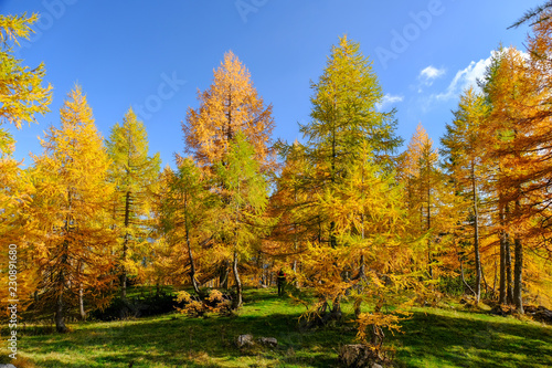 Yellow larch trees in autumn in Slovenia