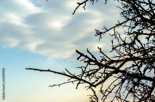 branches of a tree without leaves against a blue sky with clouds