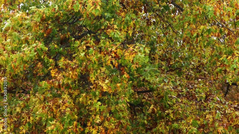 Beautiful fall foliage blowing in the wind and rain. Beautiful fall foliage blowing in the wind and rain.