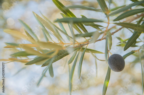 olives on the tree close-up  