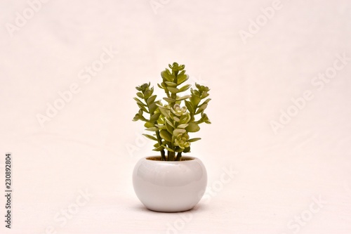 small cactus in white pot