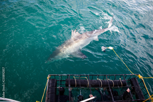 A huge great white shark is being teased with dead tuna s head to come closer to shark cage diving boat. Great tourists adventure in Gaansbaai  South Africa