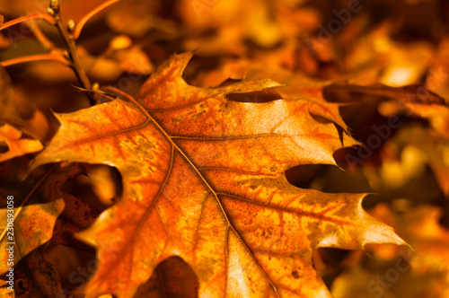Oak fall autumn leaves