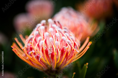 Protea flowers in Capetown. Protea is a national flower of South Africa. Selective focus	 photo