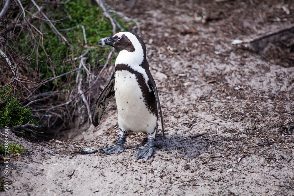 Fototapeta premium Cute little African penguin (Spheniscus demersus) walking towards the sea on a tiny path . Betty's bay, South Africa