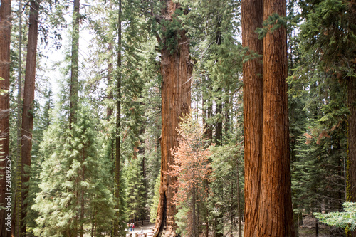 Rows of Giant Sequoia trees in forest in Sequoia National Park California